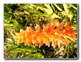 Fairchild-Chihuly-Blown-Glass-Art-0142