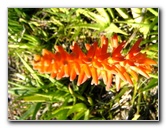 Fairchild-Chihuly-Blown-Glass-Art-0143