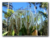Fairchild-Chihuly-Blown-Glass-Art-0144