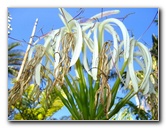 Fairchild-Chihuly-Blown-Glass-Art-0145