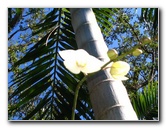 Fairchild-Chihuly-Blown-Glass-Art-0153