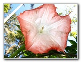 Fairchild-Chihuly-Blown-Glass-Art-0156