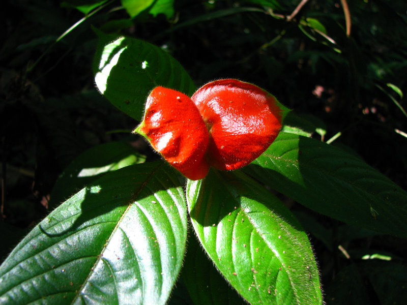 Fincas-Naturales-Butterfly-Garden-Costa-Rica-007