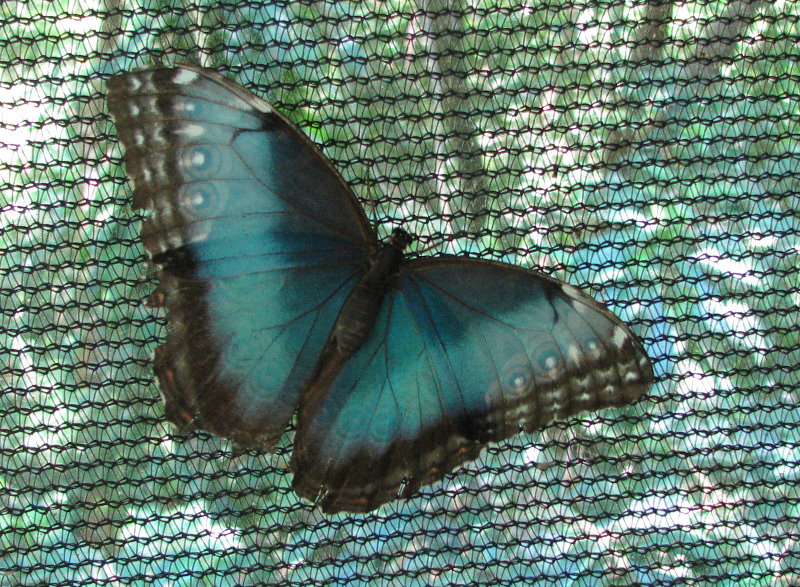 Fincas-Naturales-Butterfly-Garden-Costa-Rica-011