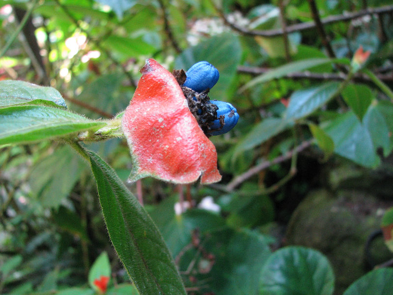 Fincas-Naturales-Butterfly-Garden-Costa-Rica-012