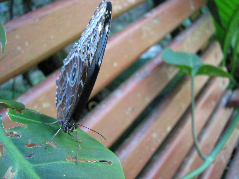 Fincas-Naturales-Butterfly-Garden-Costa-Rica-014