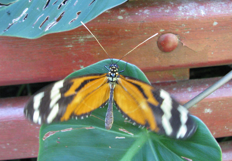 Fincas-Naturales-Butterfly-Garden-Costa-Rica-015