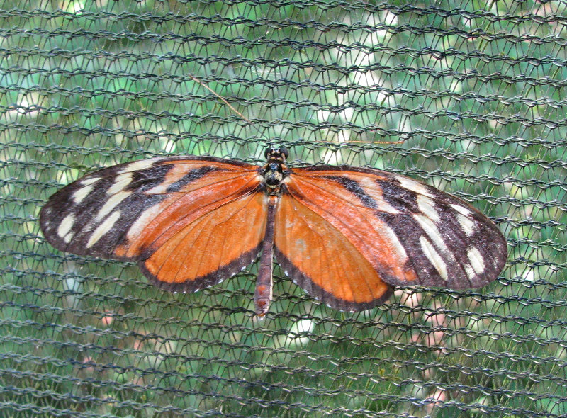 Fincas-Naturales-Butterfly-Garden-Costa-Rica-018