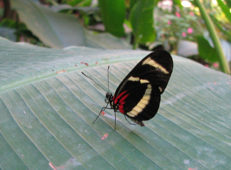 Fincas-Naturales-Butterfly-Garden-Costa-Rica-019