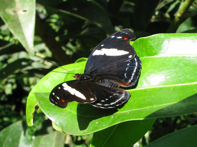 Fincas-Naturales-Butterfly-Garden-Costa-Rica-021