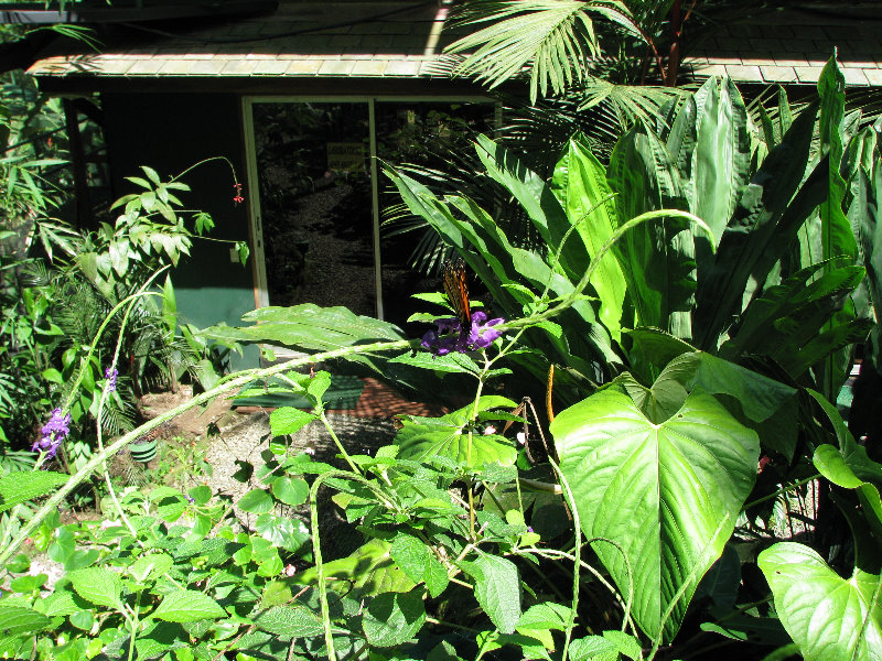 Fincas-Naturales-Butterfly-Garden-Costa-Rica-022