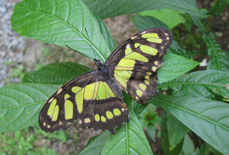 Fincas-Naturales-Butterfly-Garden-Costa-Rica-024