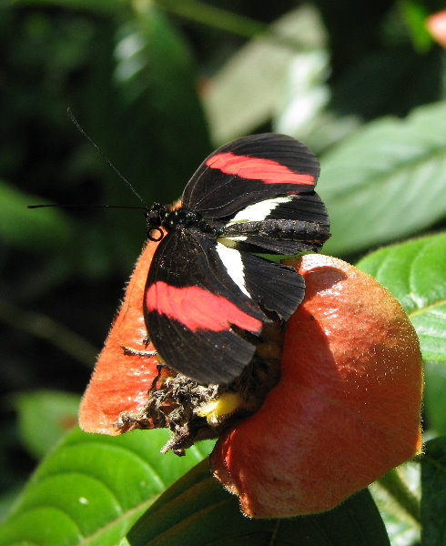 Fincas-Naturales-Butterfly-Garden-Costa-Rica-026