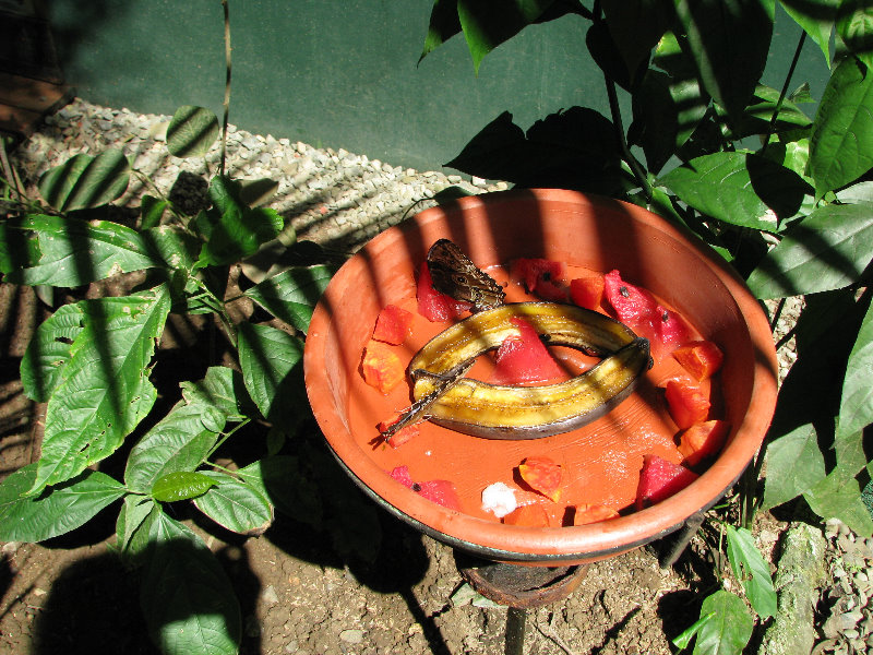 Fincas-Naturales-Butterfly-Garden-Costa-Rica-027