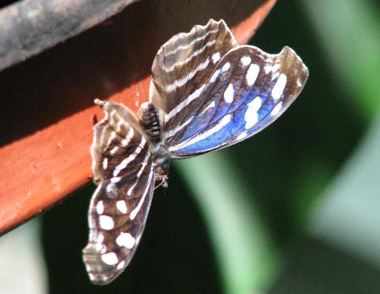 Fincas-Naturales-Butterfly-Garden-Costa-Rica-029