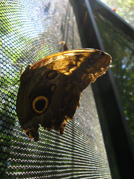 Fincas-Naturales-Butterfly-Garden-Costa-Rica-031