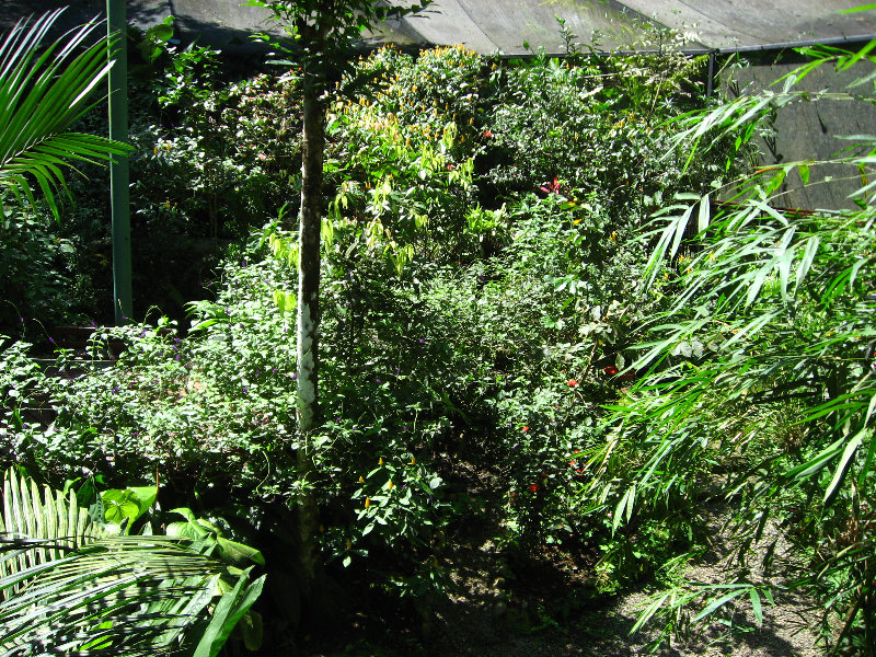 Fincas-Naturales-Butterfly-Garden-Costa-Rica-032