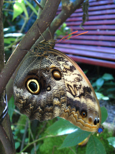 Fincas-Naturales-Butterfly-Garden-Costa-Rica-033