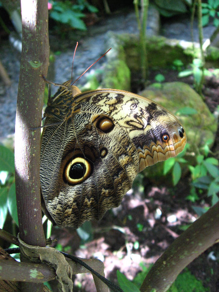 Fincas-Naturales-Butterfly-Garden-Costa-Rica-034