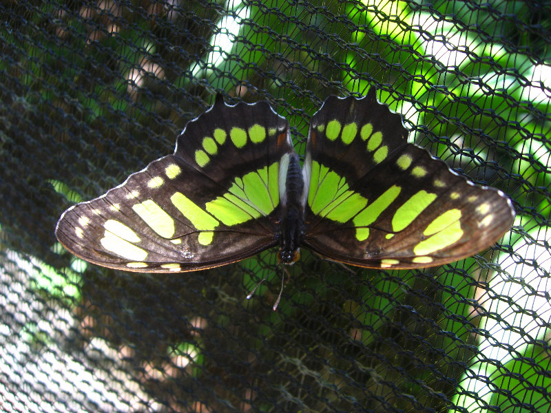 Fincas-Naturales-Butterfly-Garden-Costa-Rica-036