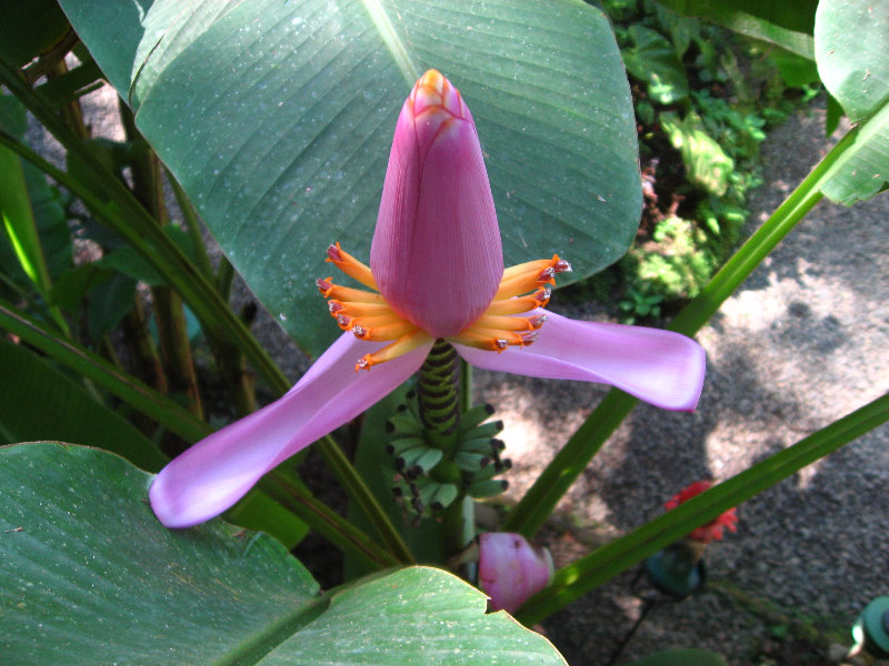 Fincas-Naturales-Butterfly-Garden-Costa-Rica-037