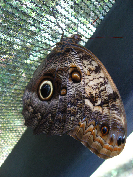 Fincas-Naturales-Butterfly-Garden-Costa-Rica-038