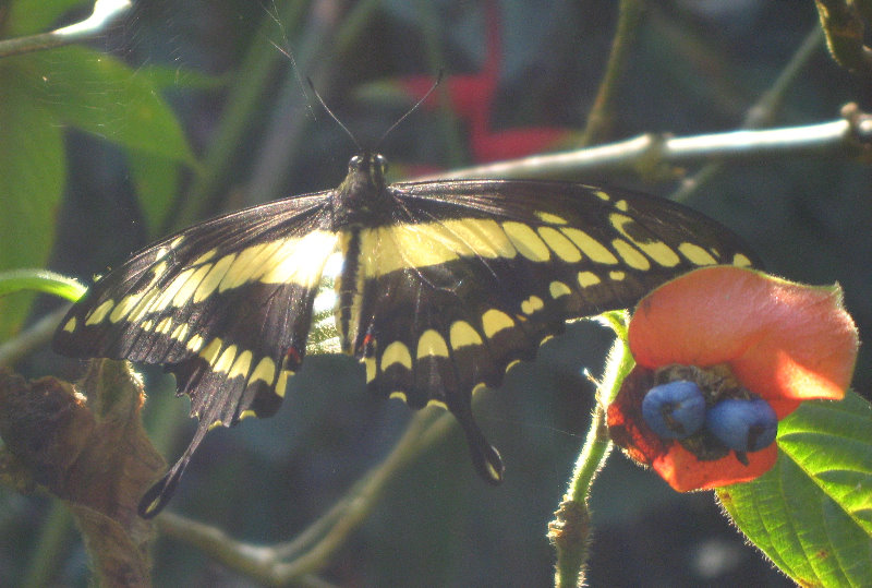 Fincas-Naturales-Butterfly-Garden-Costa-Rica-043