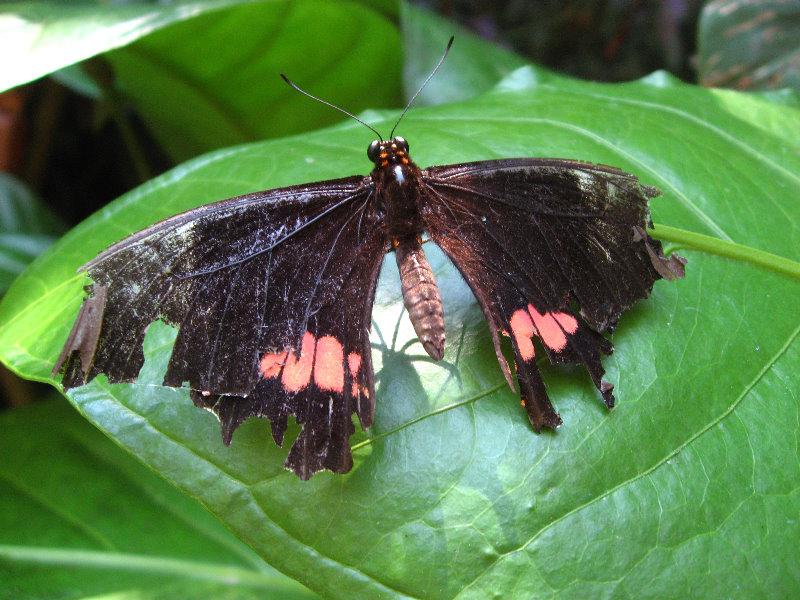 Fincas-Naturales-Butterfly-Garden-Costa-Rica-044