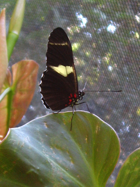 Fincas-Naturales-Butterfly-Garden-Costa-Rica-045