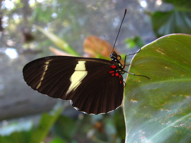 Fincas-Naturales-Butterfly-Garden-Costa-Rica-047