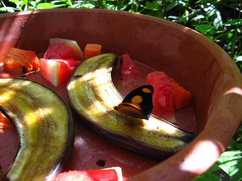 Fincas-Naturales-Butterfly-Garden-Costa-Rica-054