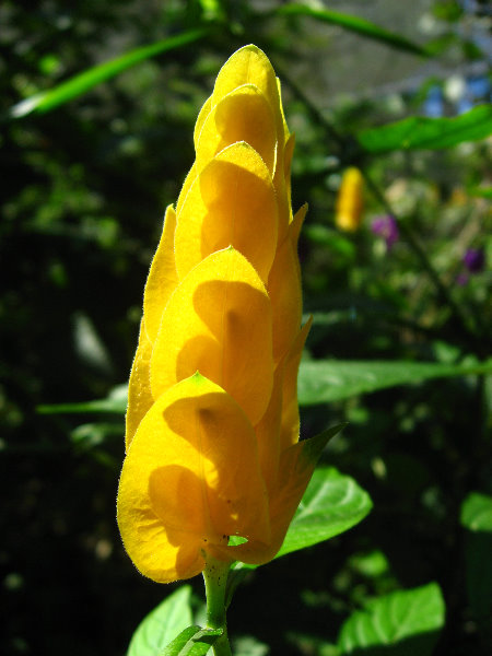 Fincas-Naturales-Butterfly-Garden-Costa-Rica-058