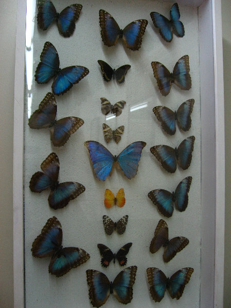 Fincas-Naturales-Butterfly-Garden-Costa-Rica-064