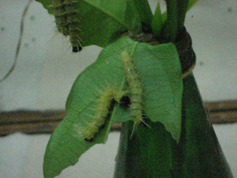 Fincas-Naturales-Butterfly-Garden-Costa-Rica-065