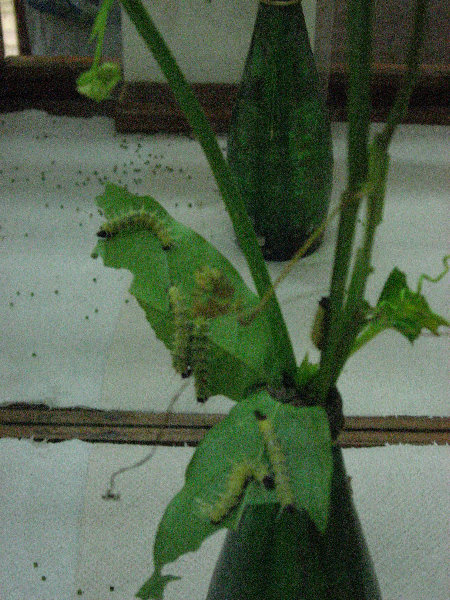 Fincas-Naturales-Butterfly-Garden-Costa-Rica-066