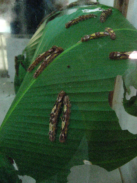 Fincas-Naturales-Butterfly-Garden-Costa-Rica-067