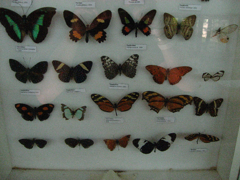 Fincas-Naturales-Butterfly-Garden-Costa-Rica-068
