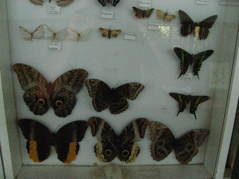 Fincas-Naturales-Butterfly-Garden-Costa-Rica-070