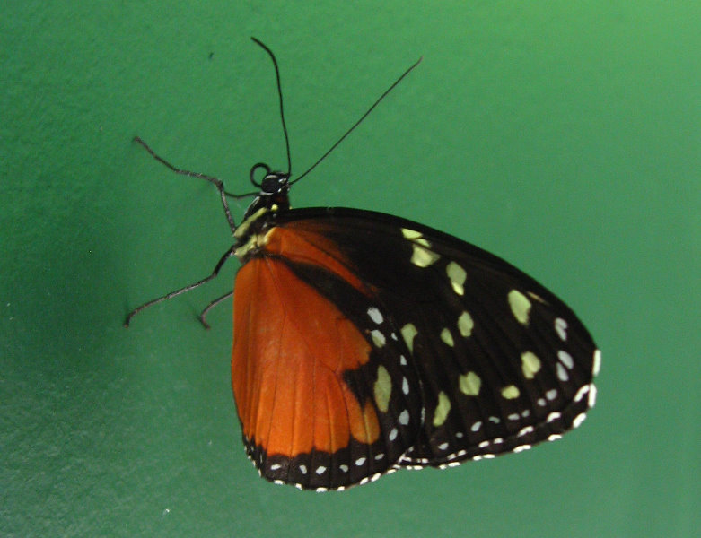 Fincas-Naturales-Butterfly-Garden-Costa-Rica-073