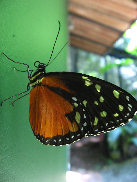 Fincas-Naturales-Butterfly-Garden-Costa-Rica-074