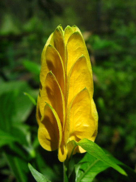 Fincas-Naturales-Butterfly-Garden-Costa-Rica-075