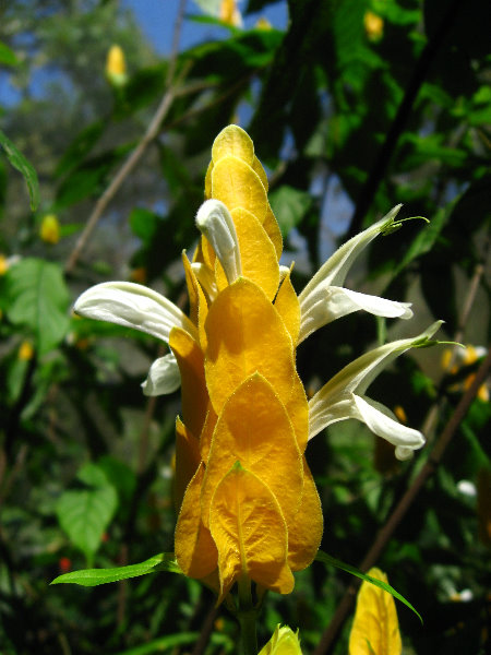 Fincas-Naturales-Butterfly-Garden-Costa-Rica-077