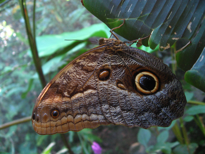 Fincas-Naturales-Butterfly-Garden-Costa-Rica-078