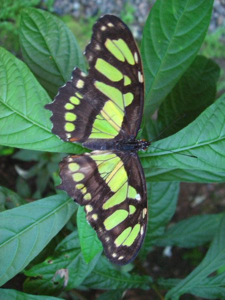 Fincas-Naturales-Butterfly-Garden-Costa-Rica-080