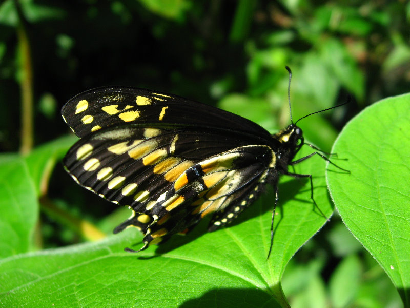 Fincas-Naturales-Butterfly-Garden-Costa-Rica-084