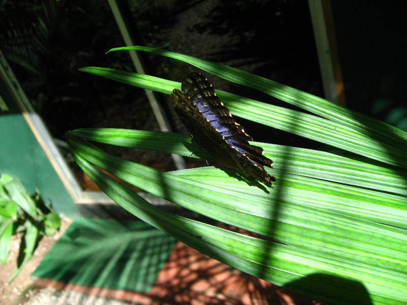 Fincas-Naturales-Butterfly-Garden-Costa-Rica-087