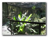 Fincas-Naturales-Butterfly-Garden-Costa-Rica-006