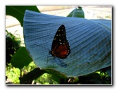 Fincas-Naturales-Butterfly-Garden-Costa-Rica-009