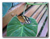 Fincas-Naturales-Butterfly-Garden-Costa-Rica-013