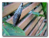 Fincas-Naturales-Butterfly-Garden-Costa-Rica-014